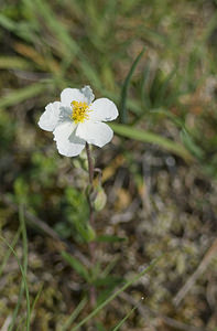 Helianthemum apenninum (Cistaceae)  - Hélianthème des Apennins - White Rock-rose Lot [France] 18/04/2007 - 260m