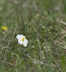 Helianthemum apenninum (Cistaceae)  - Hélianthème des Apennins - White Rock-rose Lot [France] 18/04/2007 - 260m