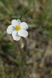 Helianthemum apenninum (Cistaceae)  - Hélianthème des Apennins - White Rock-rose Lot [France] 18/04/2007 - 260m