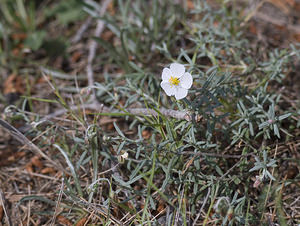 Helianthemum apenninum (Cistaceae)  - Hélianthème des Apennins - White Rock-rose Aude [France] 20/04/2007 - 30m