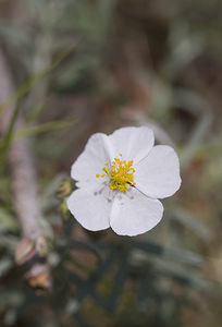 Helianthemum apenninum (Cistaceae)  - Hélianthème des Apennins - White Rock-rose Aude [France] 20/04/2007 - 30m