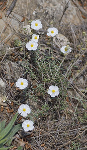 Helianthemum apenninum (Cistaceae)  - Hélianthème des Apennins - White Rock-rose Aude [France] 20/04/2007 - 30m