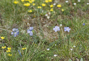 Linum austriacum (Linaceae)  - Lin d'Autriche Lot [France] 18/04/2007 - 260m