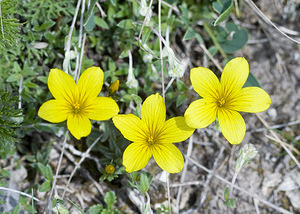 Linum campanulatum (Linaceae)  - Lin campanulé Aveyron [France] 28/04/2007 - 820m