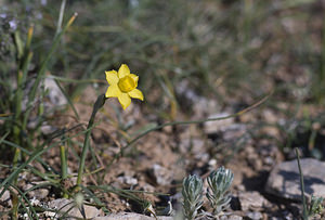 Narcissus assoanus (Amaryllidaceae)  - Narcisse d'Asso, Narcisse à feuilles de jonc, Narcisse de Requien Aude [France] 24/04/2007 - 290m