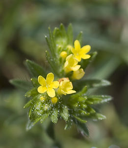 Neatostema apulum (Boraginaceae)  - Néatostème d'Apulie, Grémil d'Apulie, Grémil jaune Aude [France] 20/04/2007 - 30m
