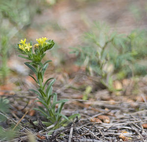 Neatostema apulum (Boraginaceae)  - Néatostème d'Apulie, Grémil d'Apulie, Grémil jaune Aude [France] 20/04/2007 - 30m