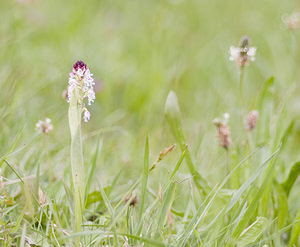 Neotinea ustulata (Orchidaceae)  - Néotinée brûlée, Orchis brûlé - Burnt Orchid Ariege [France] 26/04/2007 - 1410m