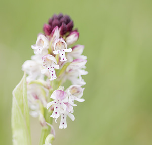 Neotinea ustulata (Orchidaceae)  - Néotinée brûlée, Orchis brûlé - Burnt Orchid Ariege [France] 26/04/2007 - 1410m