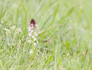 Neotinea ustulata (Orchidaceae)  - Néotinée brûlée, Orchis brûlé - Burnt Orchid Ariege [France] 26/04/2007 - 1410m