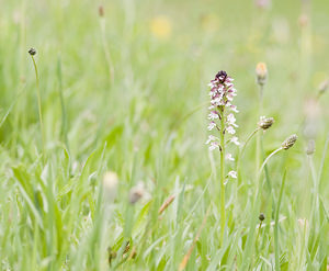 Neotinea ustulata (Orchidaceae)  - Néotinée brûlée, Orchis brûlé - Burnt Orchid Ariege [France] 26/04/2007 - 1410m