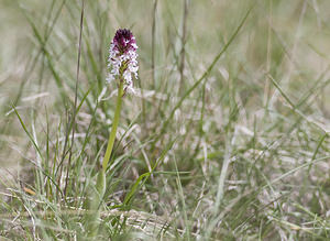 Neotinea ustulata (Orchidaceae)  - Néotinée brûlée, Orchis brûlé - Burnt Orchid Aveyron [France] 28/04/2007 - 810m