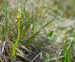 Ophrys araneola sensu auct. plur. (Orchidaceae)  - Ophrys litigieux Marne [France] 08/04/2007 - 190m