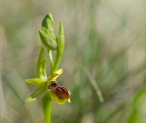Ophrys araneola sensu auct. plur. (Orchidaceae)  - Ophrys litigieux Marne [France] 08/04/2007 - 190m