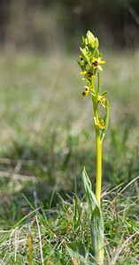 Ophrys araneola sensu auct. plur. (Orchidaceae)  - Ophrys litigieux Marne [France] 08/04/2007 - 180m