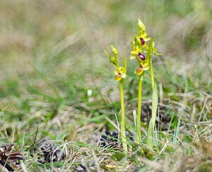 Ophrys araneola sensu auct. plur. (Orchidaceae)  - Ophrys litigieux Marne [France] 08/04/2007 - 180m