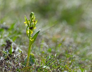 Ophrys araneola sensu auct. plur. (Orchidaceae)  - Ophrys litigieux Marne [France] 08/04/2007 - 180m