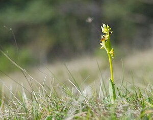 Ophrys araneola sensu auct. plur. (Orchidaceae)  - Ophrys litigieux Marne [France] 08/04/2007 - 180m