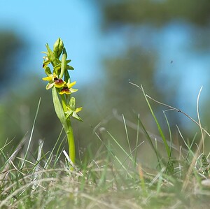 Ophrys araneola sensu auct. plur. (Orchidaceae)  - Ophrys litigieux Marne [France] 08/04/2007 - 180m