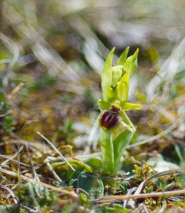 Ophrys araneola sensu auct. plur. (Orchidaceae)  - Ophrys litigieux Aisne [France] 08/04/2007 - 170m