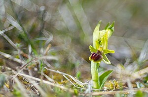 Ophrys araneola sensu auct. plur. (Orchidaceae)  - Ophrys litigieux Aisne [France] 08/04/2007 - 170m