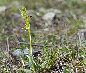 Ophrys araneola sensu auct. plur. (Orchidaceae)  - Ophrys litigieux Aisne [France] 08/04/2007 - 170m