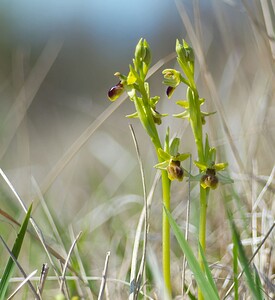 Ophrys araneola sensu auct. plur. (Orchidaceae)  - Ophrys litigieux Aisne [France] 08/04/2007 - 140m