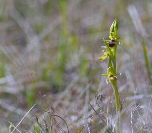 Ophrys araneola sensu auct. plur. (Orchidaceae)  - Ophrys litigieux Aisne [France] 08/04/2007 - 140m