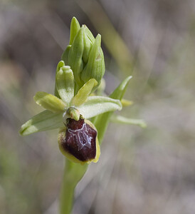 Ophrys araneola sensu auct. plur. (Orchidaceae)  - Ophrys litigieux Aude [France] 20/04/2007 - 30m