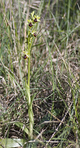 Ophrys araneola sensu auct. plur. (Orchidaceae)  - Ophrys litigieux Aude [France] 24/04/2007 - 300m