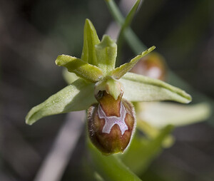 Ophrys araneola sensu auct. plur. (Orchidaceae)  - Ophrys litigieux Aude [France] 24/04/2007 - 300m