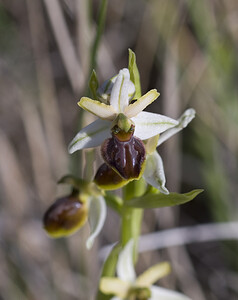 Ophrys araneola sensu auct. plur. (Orchidaceae)  - Ophrys litigieux Aude [France] 24/04/2007 - 300m