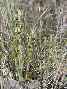 Ophrys araneola sensu auct. plur. (Orchidaceae)  - Ophrys litigieux Aude [France] 24/04/2007 - 300m