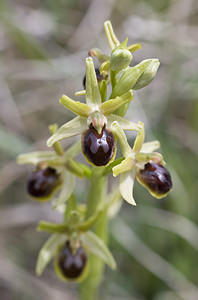 Ophrys aranifera (Orchidaceae)  - Ophrys araignée, Oiseau-coquet - Early Spider-orchid Aveyron [France] 28/04/2007 - 810m
