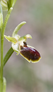 Ophrys aranifera (Orchidaceae)  - Ophrys araignée, Oiseau-coquet - Early Spider-orchid Aveyron [France] 29/04/2007 - 640m