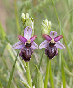 Ophrys aveyronensis (Orchidaceae)  - Ophrys de l'Aveyron Aveyron [France] 29/04/2007 - 760m