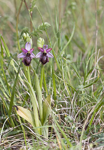 Ophrys aveyronensis (Orchidaceae)  - Ophrys de l'Aveyron Aveyron [France] 29/04/2007 - 760m