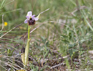 Ophrys aveyronensis (Orchidaceae)  - Ophrys de l'Aveyron Aveyron [France] 29/04/2007 - 760m