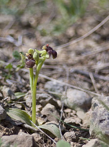 Ophrys bombyliflora (Orchidaceae)  - Ophrys bombyle Aude [France] 19/04/2007 - 10m