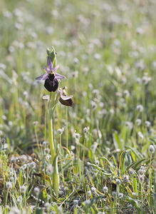 Ophrys catalaunica (Orchidaceae)  - Ophrys de Catalogne Aude [France] 23/04/2007 - 150m