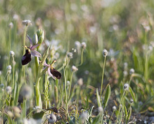 Ophrys catalaunica (Orchidaceae)  - Ophrys de Catalogne Aude [France] 23/04/2007 - 150m