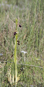 Ophrys incubacea (Orchidaceae)  - Ophrys noir, Ophrys de petite taille, Ophrys noirâtre Aude [France] 23/04/2007 - 150m