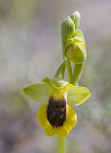 Ophrys lutea (Orchidaceae)  - Ophrys jaune Aude [France] 20/04/2007 - 30m