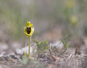 Ophrys lutea (Orchidaceae)  - Ophrys jaune Aude [France] 20/04/2007 - 50m