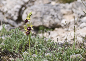 Ophrys passionis (Orchidaceae)  - Ophrys de la Passion Aveyron [France] 28/04/2007 - 800m