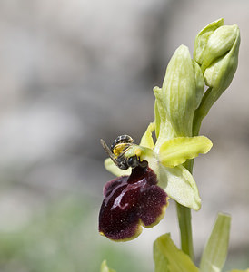 Ophrys passionis (Orchidaceae)  - Ophrys de la Passion Aveyron [France] 28/04/2007 - 800m