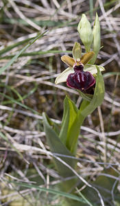 Ophrys passionis (Orchidaceae)  - Ophrys de la Passion Aveyron [France] 28/04/2007 - 800m