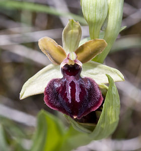 Ophrys passionis (Orchidaceae)  - Ophrys de la Passion Aveyron [France] 28/04/2007 - 800m