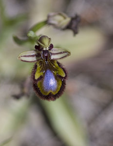 Ophrys speculum (Orchidaceae)  - Ophrys miroir, Ophrys cilié Aude [France] 19/04/2007 - 60m