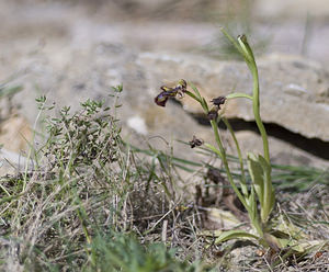 Ophrys speculum (Orchidaceae)  - Ophrys miroir, Ophrys cilié Aude [France] 19/04/2007 - 50m